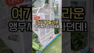 앵무새가 이런 말까지 한다고? #식물원