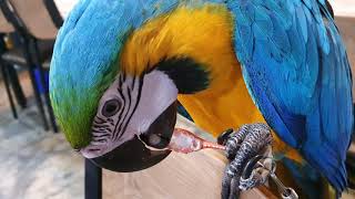 청금강 앵무새가 홍게를 먹네요