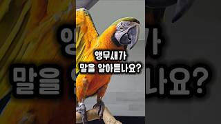 앵무새와 산책하면 많이 듣는 질문 중 하나?! ㅋㅋ #…