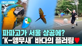 [다다를 인터뷰] "까마귀! 까치! 다 비켜줄래?"…'K-앵무새' 바다의 비행 플러팅♥ / 연합뉴스TV (YonhapnewsTV)