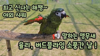 텐션~업말하는앵무새 한스마카우 율리 #버드플라잉