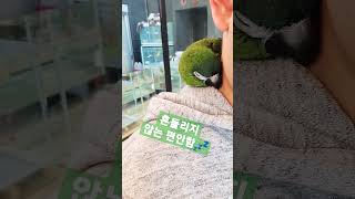 목덜미가 너무너무 편안한 나머지 푹 잠드는 앵무새 #한스마카우