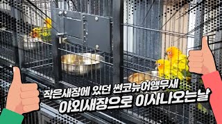 대구앵무새농장 찾아오시는길과 썬코뉴어앵무새 이사