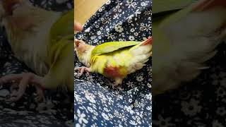 엄마가 좋아#코뉴어일상#나도니가좋아#사랑해#parrot#반려조일상