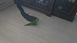 @앵무새. 한스마카우. 13세. 남자. 이름: 지루비