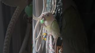 앵무새구슬놀이 #앵무새랑놀기#코뉴어#앵무새구슬#앵무새와…