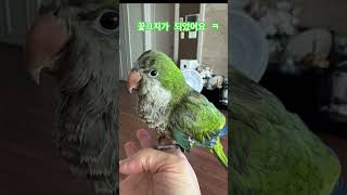 난이야~난이야~ #앵무새 #퀘이커 #parrot #꽃그지#목욕후