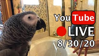 Einstein Parrot LIVE! 8/30/20