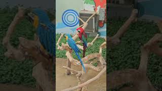 청금강앵무&amp;홍금강앵무