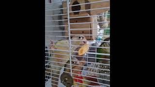 우리집코뉴어들