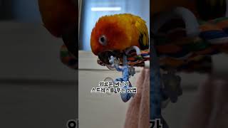 써니야 외로운 스트레스를 어떻게 달래줄까?  #썬코뉴어 #parrot #앵무새 #스트레스 #stress #외로운 #lonely #어떻게 #how #써니