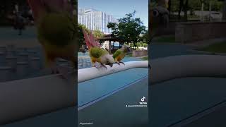 코뉴어 앵무새 앵두 자두 # 호출 하면 잘 날아와 