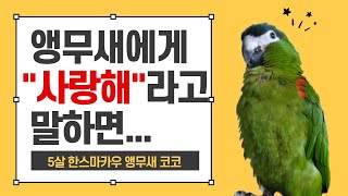말하는 앵무새 한스마카우 코코 이야기