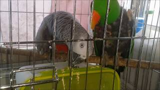 self injury Eclectus parrot therapy course 25 자해하는 뉴기니아앵무새 치료과정 25