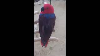 혼자 골똘히 생각하는 뉴기니아 앵무새 Guinea pa…