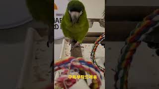 모델워킹하는 한스마카우 까꿍이 #shorts