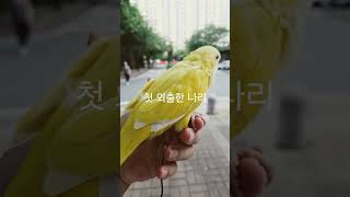 첫 외출한 나리 #birds #parrot #앵무새 #반려동물 #반려조 #코뉴어앵무새 #루티노퀘이커 #외출 #동네마실