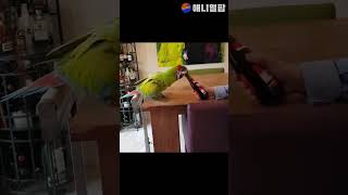 맥주병 딸 줄 아는 앵무새 #shorts