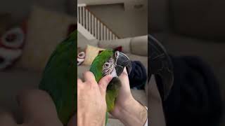 Monty is such a sweetheart #shorts #birds