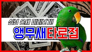 앵무새타로점, 강남 스타타로에서 타로로 보는 앵무새 운…