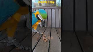 잣 먹는 청금강앵무새 루카 #shorts