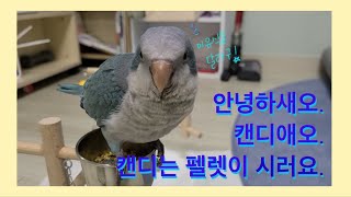 펠렛을 줬는데 카메라 정복해버린 짱 쎈 퀘이커 앵무새, 아기공룡 캔디(크와아앙)