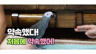 연구대상우똘이입니다.2018/06/12 회색앵무 우똘이 내일은 투표장에 구경 갑니다