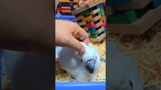 미디움 코카투, 엄블렐라 코카투예요. #birdslov…