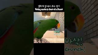 [지구] 앵무새 앞에서 과자 먹기 / Eating snack in front of a Parrot