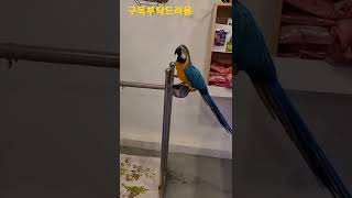 청금강앵무새 망고의 제로투 댄스 #shorts