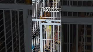 #코뉴어 #앵무새집탈출