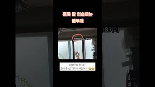 혼자 말 연습하는 앵무새#한스마카우 #두루 #옹알이 #…