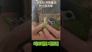 껌딱지  귀염둥이 앵무새 한스마카우