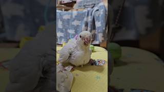 이유식 샤워 퀘이커 아가들 힘이 넘 좋아 이유식 샤워하네요ㅎㅎ 사랑스럽게                                    #앵무새 #퀘이커앵무새 #이유조 #분양