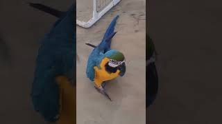 청금강 백만이 홀에서 돌아다니기