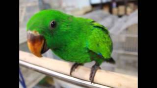 앵무새/대형앵무/뉴기니아/뉴기니아수컷