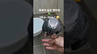 목욕싫어하는 앵무새  아냐아냐~! #parrot #앵무…