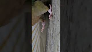 모란과 코뉴어 앵무새 사이좋게 놀아요~~