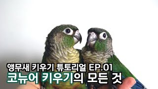 코뉴어 키우기의 모든 것(앵무새 키우기 튜토리얼EP.01)