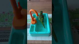 깔끔쟁이 #앵무새 #퀘이커 #목욕