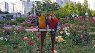 스칼렛마카우#카탈리나마카우#카멜롯마카우#프레임마카우#샴록마카우#홍금강마카우#히야신스마카우#할리퀸마카우