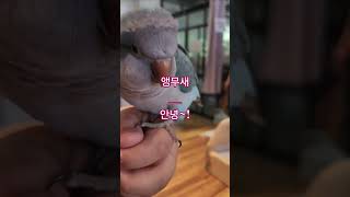 목소리공개겸했어요#앵무새 #퀘이커