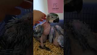 청금강 앵무새 #parrot #앵무새 #birds #b…