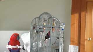 [뉴기니아 앵무(Eclectus Parrot) 홍차] …