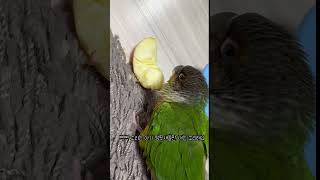 사과 처음 먹어본 앵무새 반응 #코뉴어
