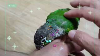 [앵무파파] 레드옐로우사이드코뉴어 앵무새 초롱이의 폭풍 입질애교 [2020.06.24]