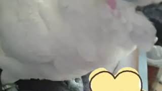 잔소리듣는 파괴신 코카투 앵무새