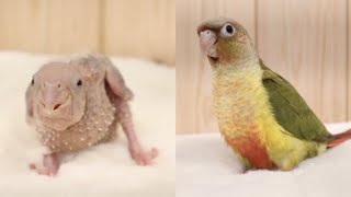 파인애플 코뉴어 첫째 연지(예명) 성장 영상❤️, Conure