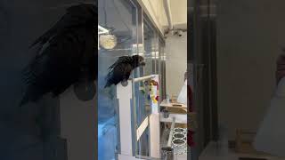 앵카페 가서 목욕하는 앵무새 #구름이 #팀네회색앵무