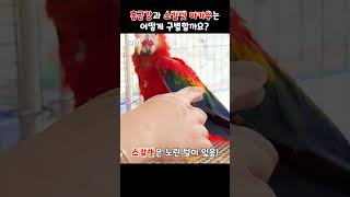 홍금강과 스칼렛 마카우는 어떻게 구별할까요? #shorts #앵무새키우기 #앵무새 #홍금강앵무새 #청금강앵무새 #스칼렛마카우 #마카우 #대형앵무 #리프승수